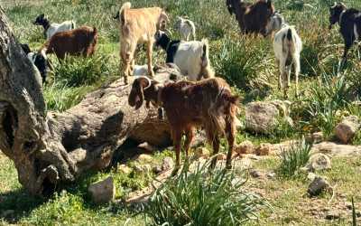 Wycieczka fakultatywna, Maraton [21] Jeep Safari Pisouri z Pafos
